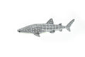 Whale Shark, Curved, Very Nice Plastic Replica    3"    -     F1014 B118