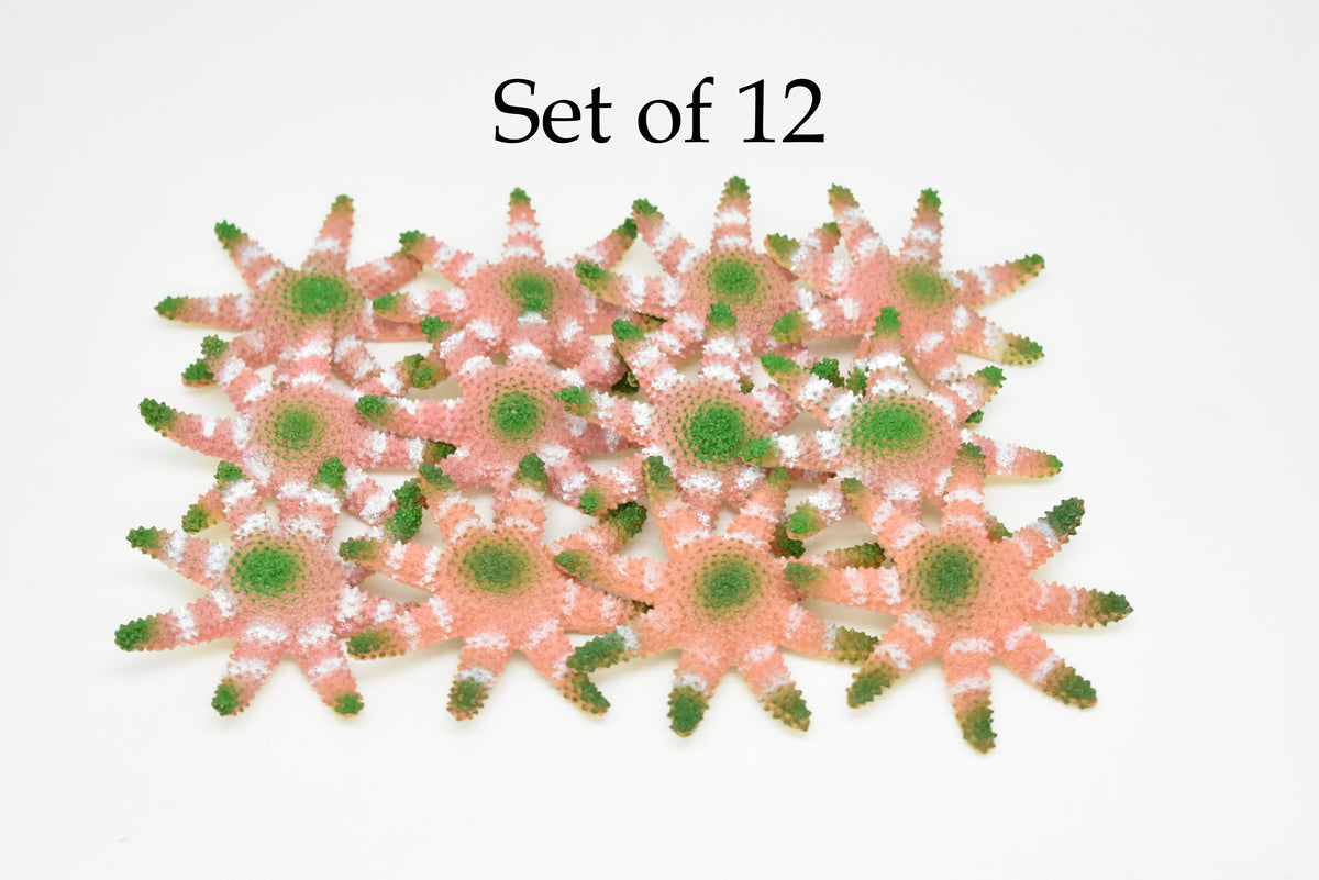 Sunflower Sea Star, Starfish, Echinoderms, Hand Painted, Realistic, Solid Rubber, Saltwater, Educational Model, Figure, Lifelike, Diorama Model, Toy, Gift,   2 3/4 Inches.    CWG141 BB28