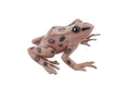 Western Spotted Frog, Hard Rubber, Amphibian, Realistic Figure, Model, Replica, Toy, Kids, Educational, Gift,     2 1/2"     F4407 B9