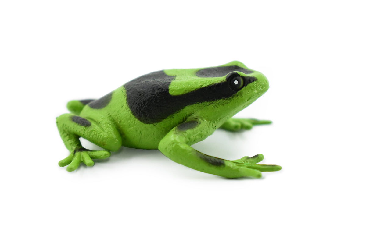 Poison Dart Frog, Green and Black, Hand Painted, Amphibian, Hard Rubber, Rainforest Frog, Model, Replica, Toy, Kids, Educational, Gift,      2"    F024 B37