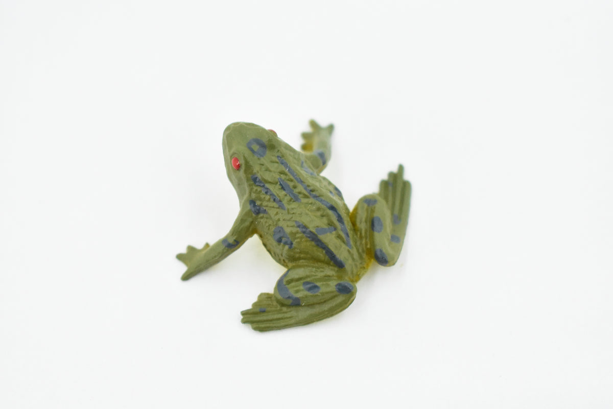 Frog, Green Bull Frog, Very Nice Plastic Design, Educational, Diorama, Realistic Figure, Lifelike, Replica, Toy, Kids, Gift,   1 1/2 Inches.    CWG18 B47