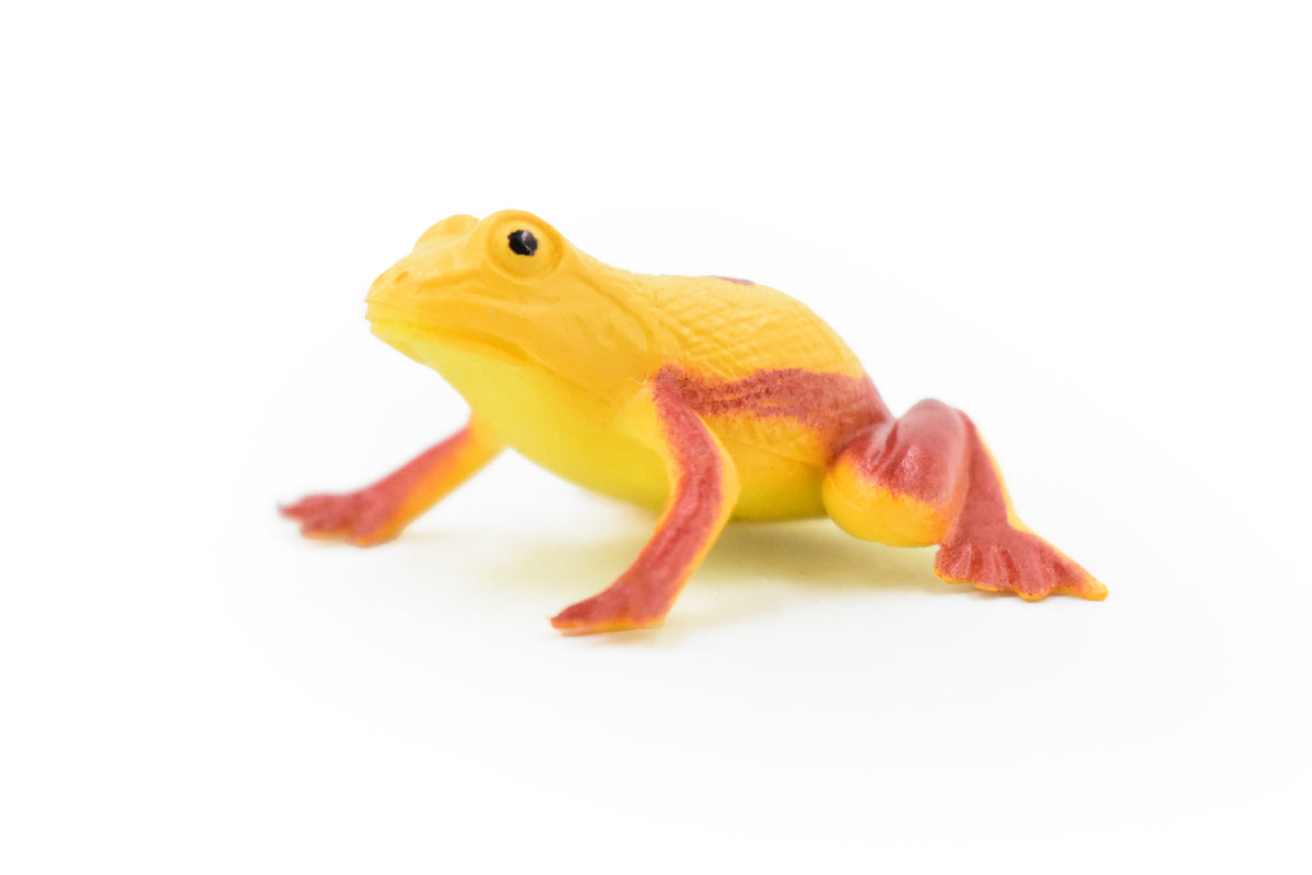 Panamanian golden frog, Poison Dart Fire Frog, Arrow Frog, Very Nice Plastic Design, Educational, Diorama, Realistic Figure, Toy, Kids, Gift,  1 1/2 Inches.  WG20 B47