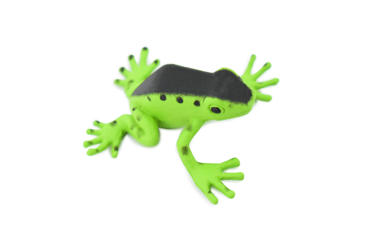 Poison Dart Frog, Green and Black, Hand Painted, Amphibian, Hard Rubber, Rainforest Frog, Model, Replica, Toy, Kids, Educational, Gift,     1 1/2"    F091 B43
