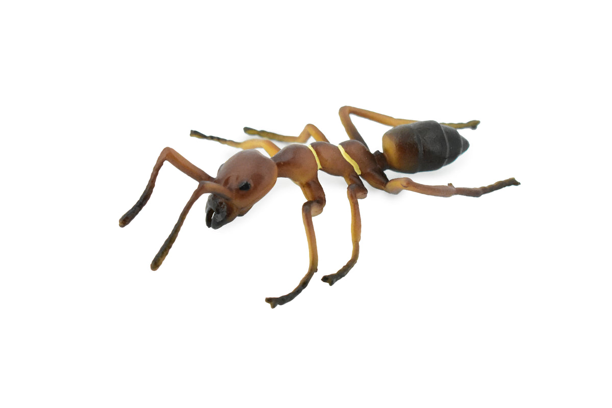 Red Fire Ant, Ginger ant, Very Nice Design, Educational, Hand Painted, Realistic Rubber Insect, Toy Figure, Diorama Model, Kids, Gift,   4 Inches.       CH457 BB114