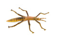 Stick Insect, Phasmatodea, Rubber Insect, High Quality, Hand Painted, Educational, Realistic Toy Figure, Diorama Model, Replica, Kids,  Gift,     4 1/2 Inches.    CH458 BB114