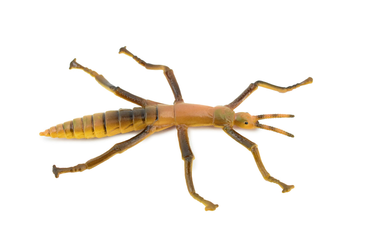 Stick Insect, Phasmatodea, Rubber Insect, High Quality, Hand Painted, Educational, Realistic Toy Figure, Diorama Model, Replica, Kids,  Gift,     4 1/2 Inches.    CH458 BB114