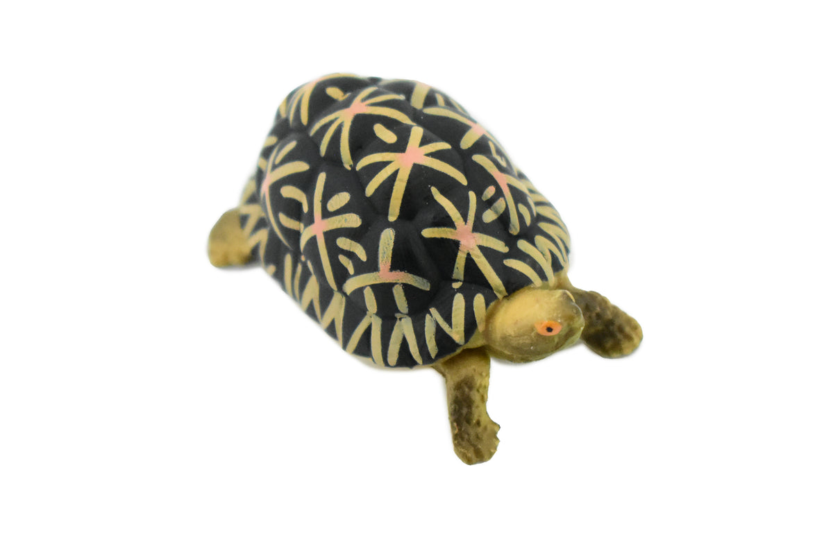 Tortoise, Indian Star Tortoise, Testudinidae, Hand Painted, Museum Quality, Educational, Realistic Toy Figure, Diorama Model, Kids, Gift,     2 Inches.    CH462 BB114