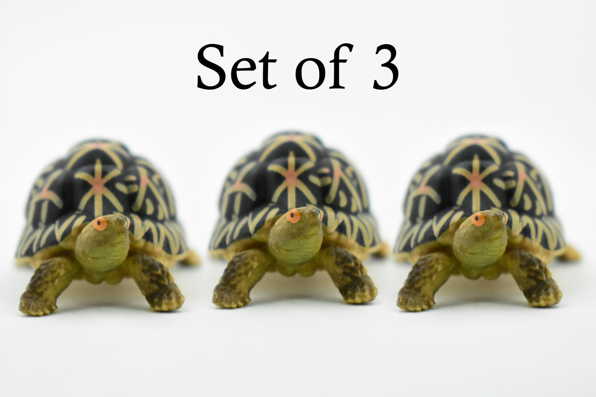 Tortoise, Indian Star Tortoise, Testudinidae, Hand Painted, Museum Quality, Educational, Realistic Toy Figure, Diorama Model, Kids, Gift,     2 Inches.    CH462 BB114