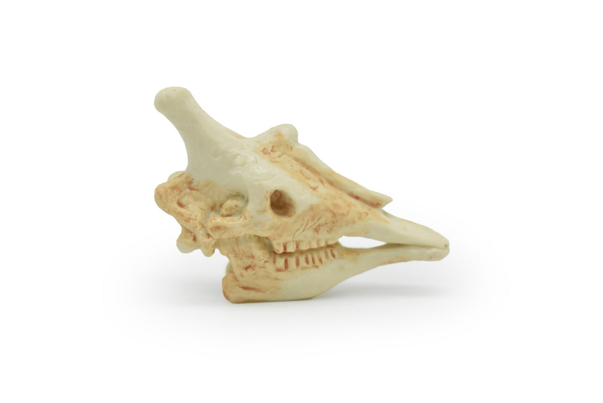 Giraffe Skull, Very Nice Plastic Reproduction  2  inches long     F4117 B193