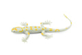 Gecko, Leaf-Toed Gecko, Lizard, Reptile, Rubber Toy, Realistic, Rainforest, Figure, Model, Replica, Kids, Educational, Gift,       4.1/2"     F6100 B381