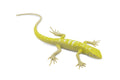 Lizard, Southern Alligator Lizard, Rubber, Reptile Toy, Realistic Figure, Model, Replica, Kids, Educational, Gift,       5"       F6107 B381