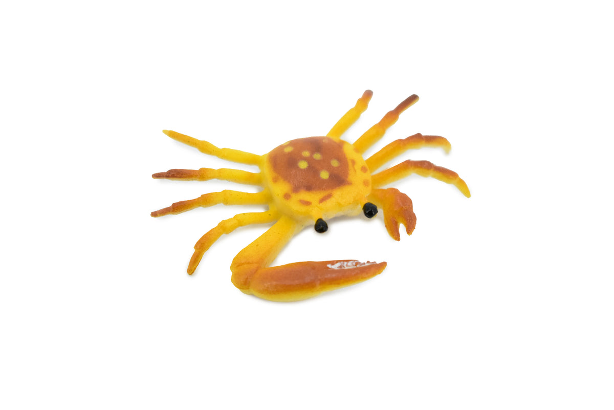 Crab, Fiddler Crab, Rubber, Crustaceans, Educational, Realistic, Hand Painted, Figure, Lifelike Figurine, Replica, Gift,       2"         F935 B157