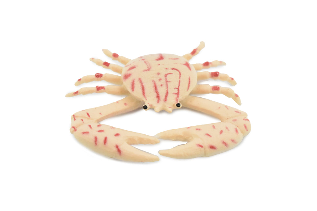 Crab, Purple Globe Crab, Rubber, Crustaceans, Educational, Realistic, Hand Painted, Figure, Lifelike Figurine, Replica, Gift,        2"     F939 B157