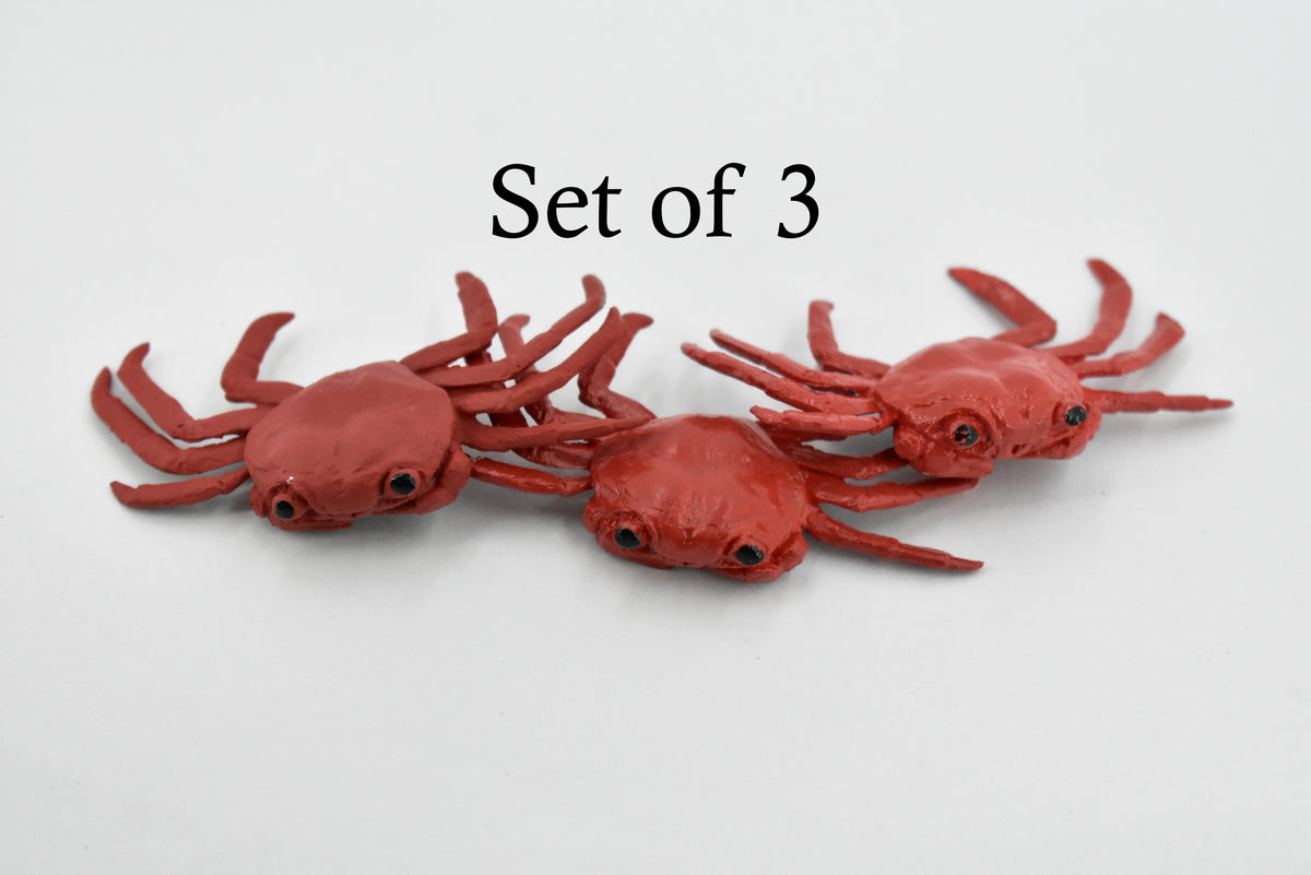 Crab, Sally Lightfoot Crab, Rubber, Crustaceans, Educational, Realistic, Hand Painted, Figure, Lifelike Figurine, Replica, Gift,            2 1/2"       F1519 B150