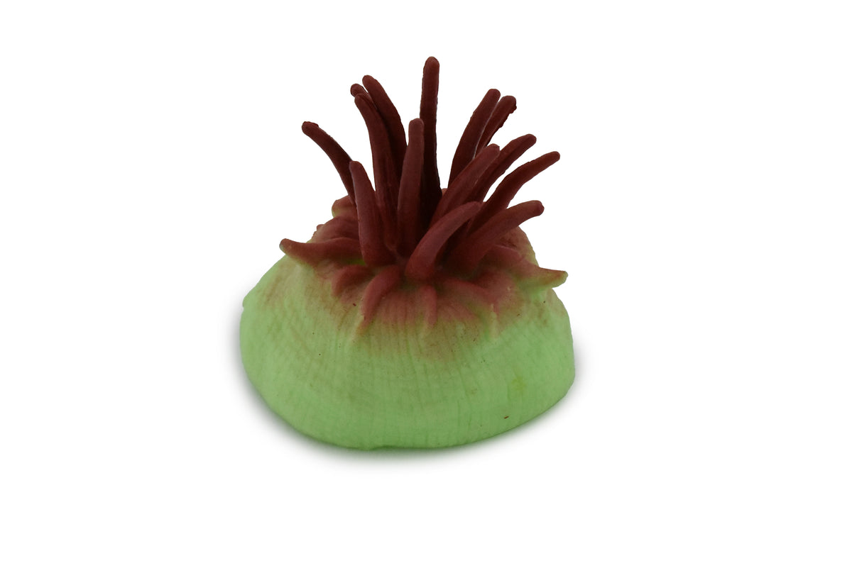 Sea Anemone, Purple, Predatory Marine Invertebrates, Ocean, Sea Life, Rubber, Model, Realistic Replica, Educational,  Animal, Life Like, Gift,    2"      F6025 B378