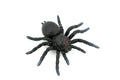 Spider, Tarantula, Theraphosidae, Solid Rubber Arachnids, Educational, Toy, Kids, Realistic Figure, Lifelike Model, Figurine, Replica, Gift,      4"     ABC16 B263