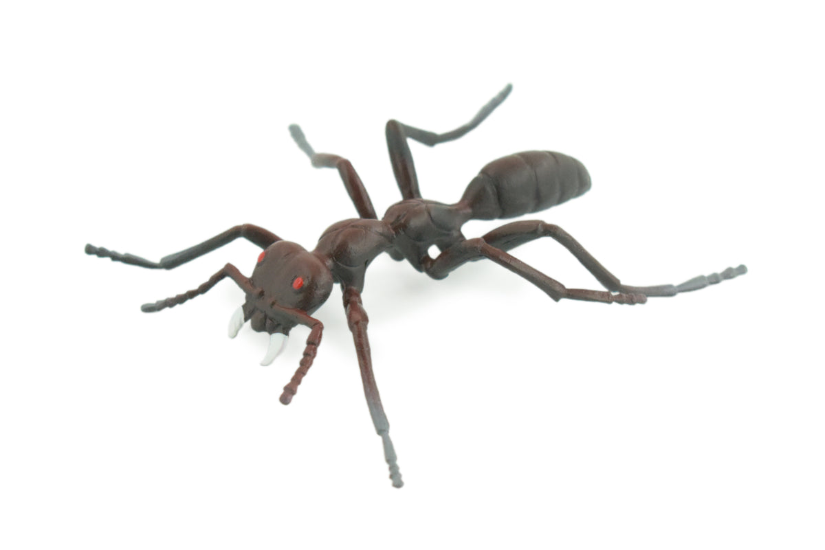 Ant, Carpenter Ant, Rubber Insect, High Quality, Hand Painted,  Realistic, Figure, Diorama Model, Replica, Toy, Kids, Educational, Gift,       3 1/2 Inches    CWG215 B37