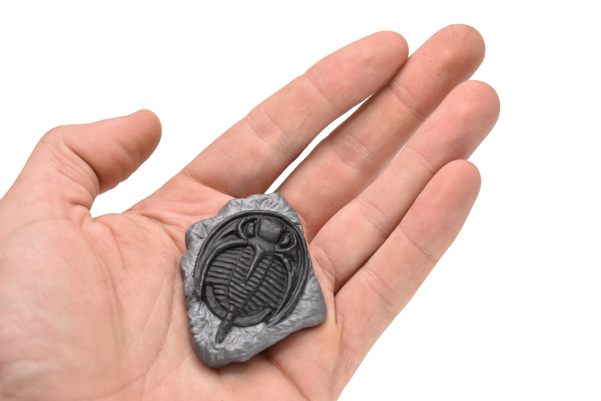Trilobite, Raymondites Fossil  (2 Colors), Very Nice Plastic Reproduction   2"   F4107D B96