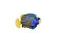 AngelFish, Pterophyllum, Ciclids, Tropical Fish Magnet, Fish Design, Realistic Figure, Educational, Figure, Lifelike,  Model, Figurine, Replica, Gift,    5 1/2 Inches.  CWG30 BB3