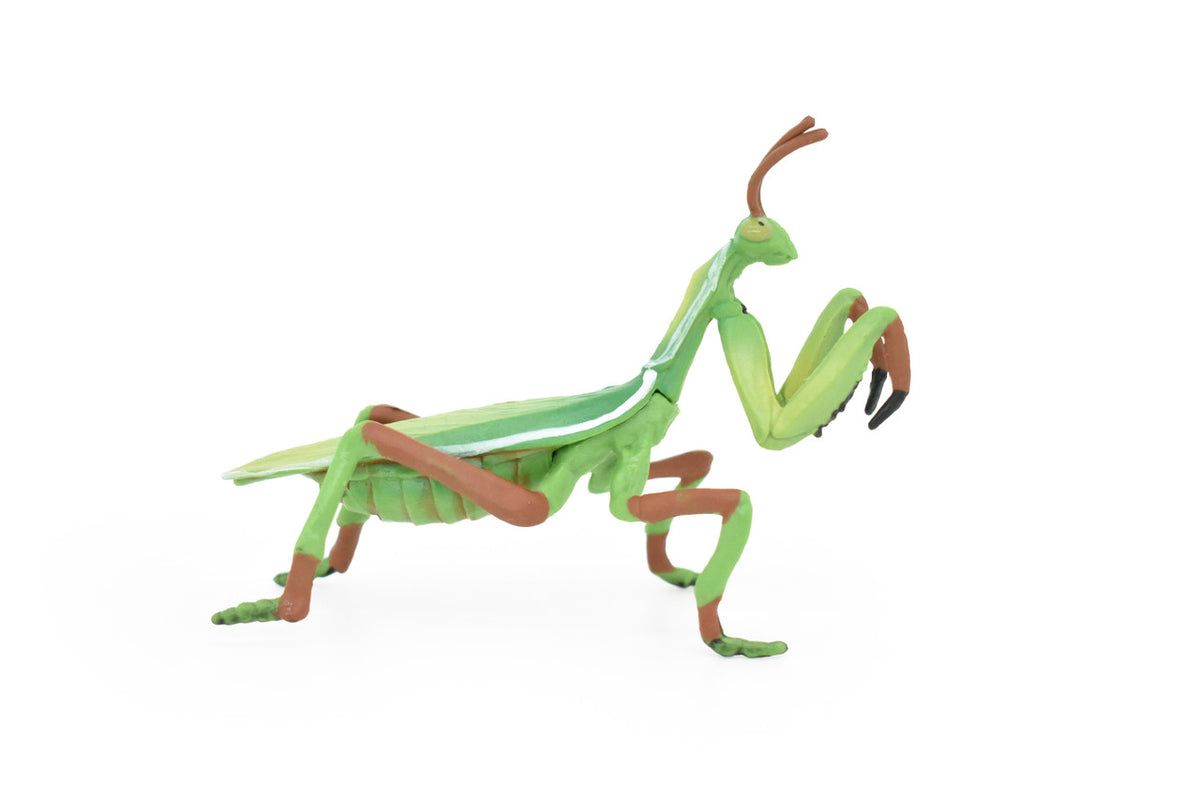 Praying Mantis, Mantises, Mantodea, Museum Quality, Educational, Hand Painted, Rubber Insect, Diorama Model, Realistic, Kids, Toys, 4 Inches. 