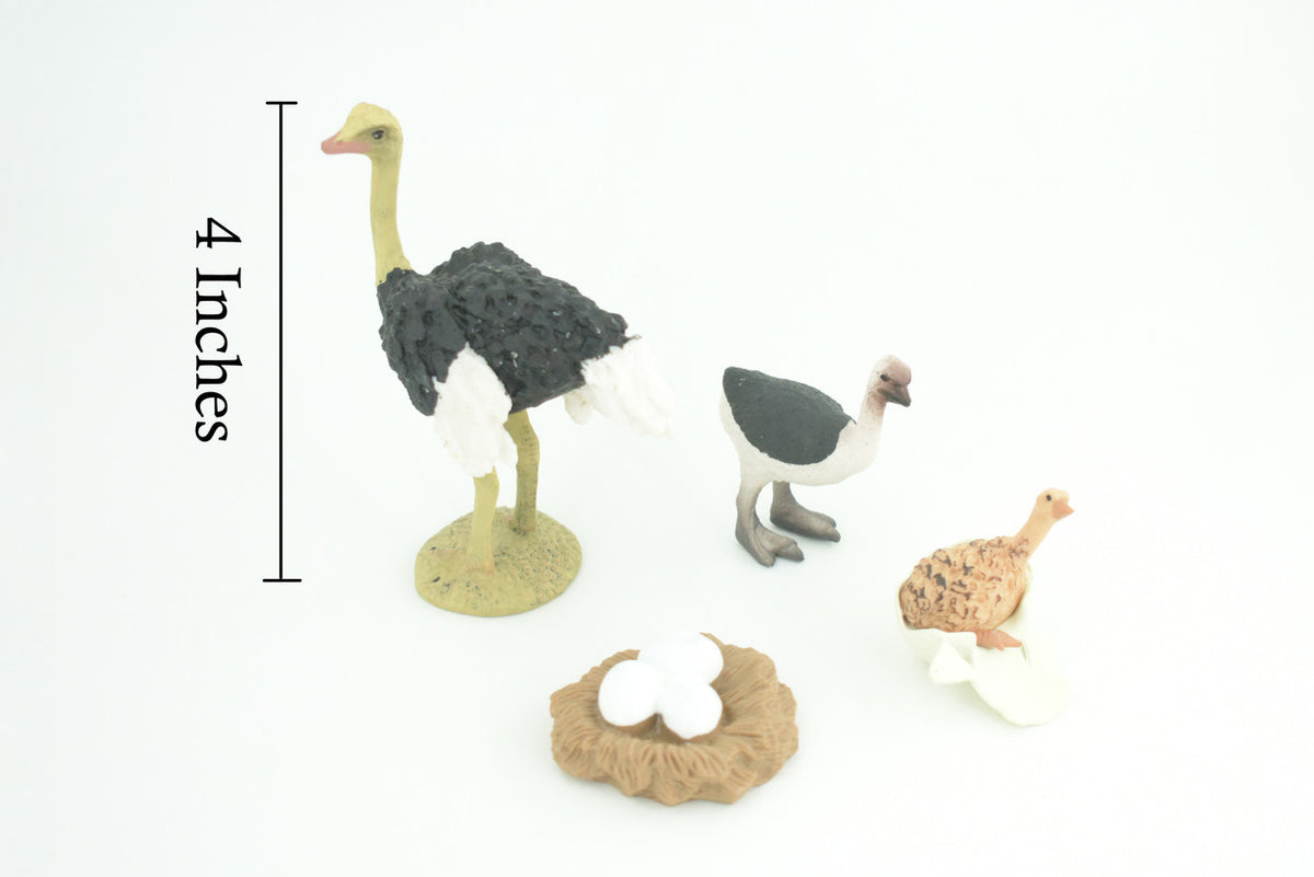 Ostrich Life Cycle, 4 Piece Set, Museum Quality, Hand Painted, Educational, Rubber, Realistic Birds, Figure, Toys, Kids, Gift, 4 Inches. CH756 BB190