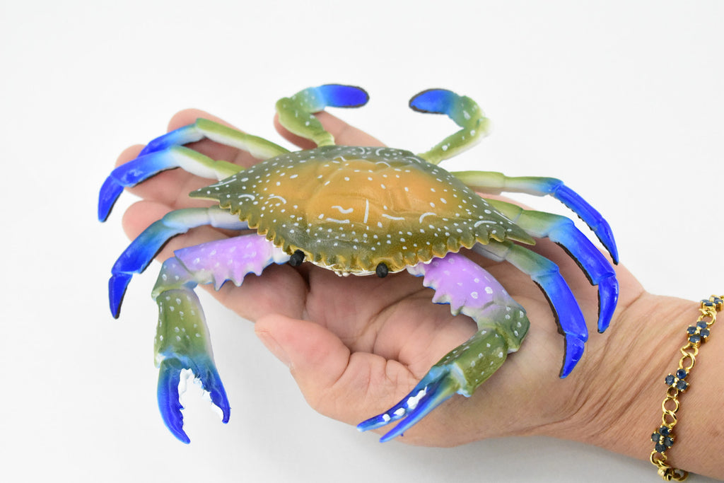 Crab, Blue Crab, Museum Quality, Rubber Crustacean, Hand Painted, Realistic Toy Figure, Model, Replica, Kids, Educational, Gift,       6"       CH161 BB111