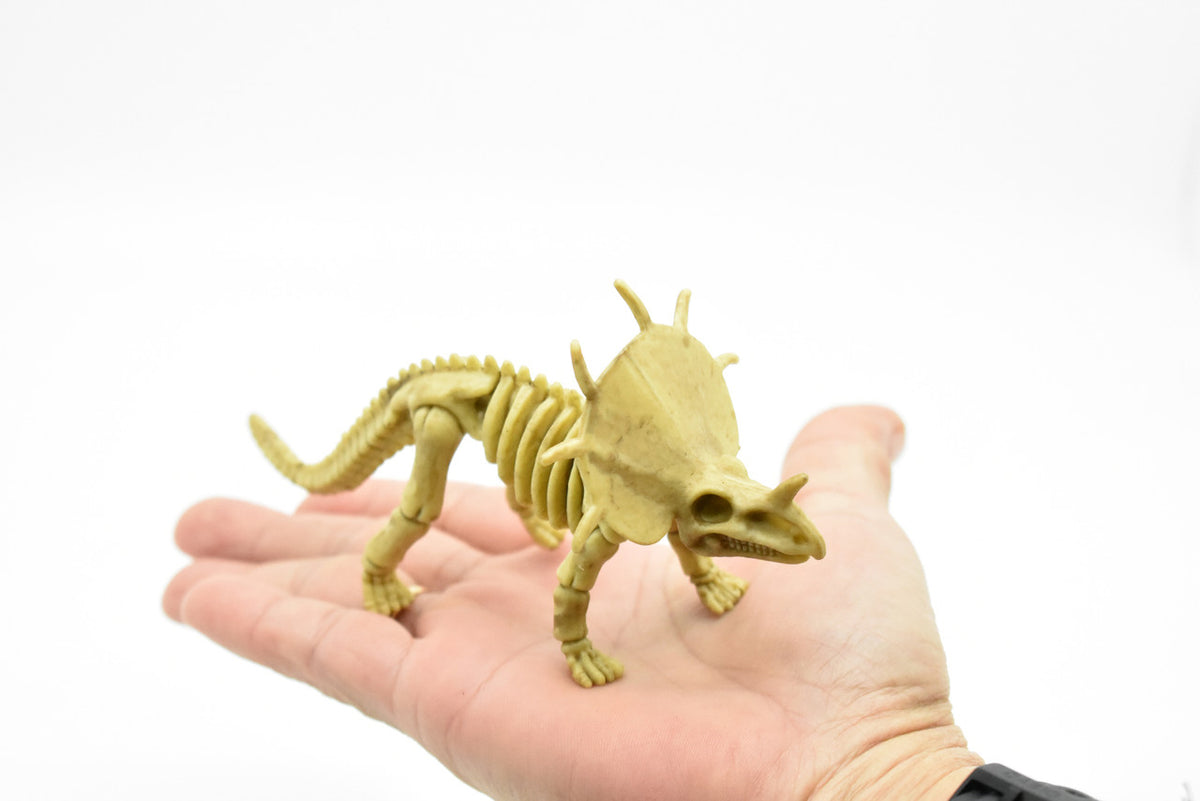 Protoceratops Dinosaur, Skeleton, Very Nice Plastic Replica    6" -   F3289 B66
