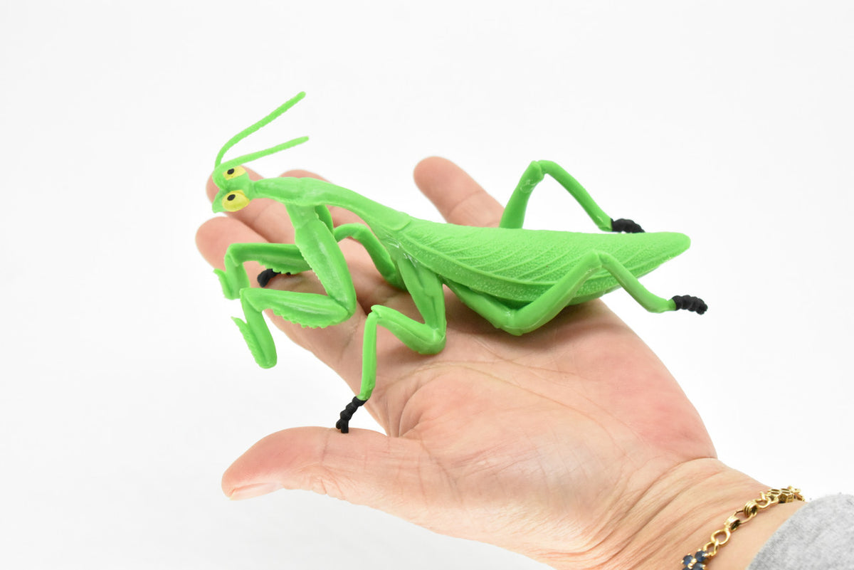 Praying Mantis, Rubber Insect, Toy, Realistic Figure, Model, Replica, Kids Educational Gift,      6"      F2060 B134