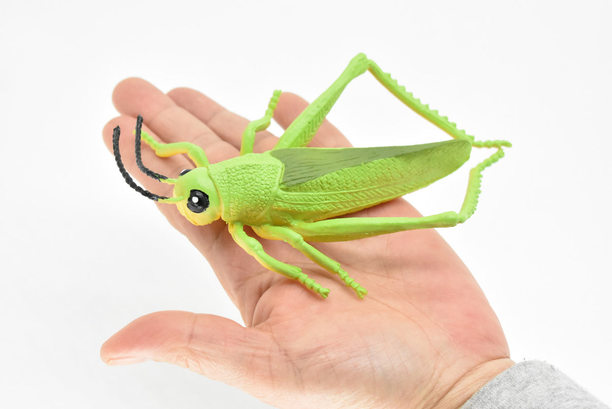Grasshopper, Rubber Toy Insect, Realistic Figure, Model, Replica, Kids Educational Gift,    7"    -    F2059 B134
