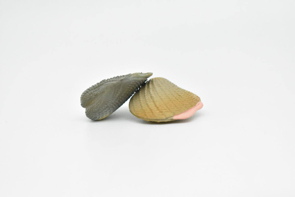 Clams, Pair of Two, Littleneck Clams, Mercenaria mercenaria, Hand Painted, Realistic, Solid Rubber, Saltwater, Educational Model, Figure, Lifelike, Diorama Model, Toy, Gift,   1 1/4 Inches.  CWG140 BB28