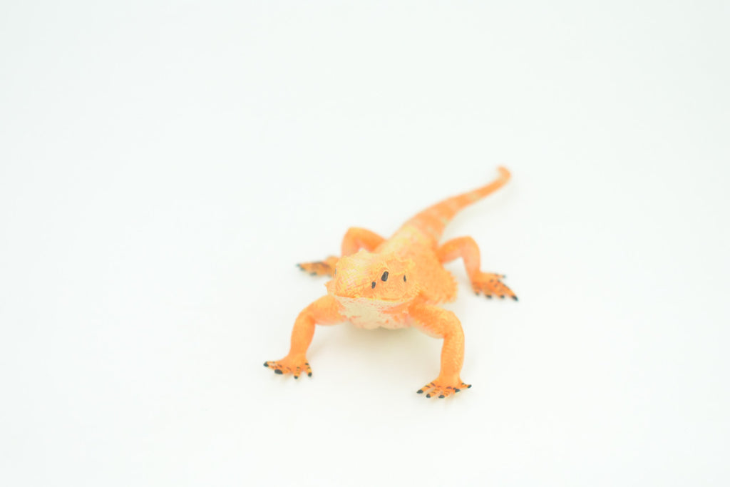 Horny Toad, Horned Lizard, Museum Quality, Educational, Hand Painted, Rubber Reptile, Diorama, Toy, Kids, Gift,  5 Inches.  CH753 BB183