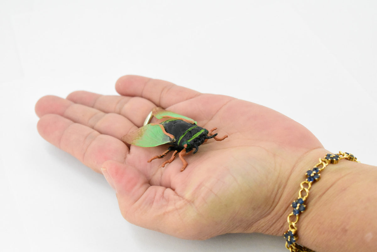 Cicada, Cicadoidea, Harvest fly, Museum Quality, Rubber Insect, Hand Painted, Realistic Toy Figure, Diorama Model, Kids, Educational, 2 1/2 Inches. 