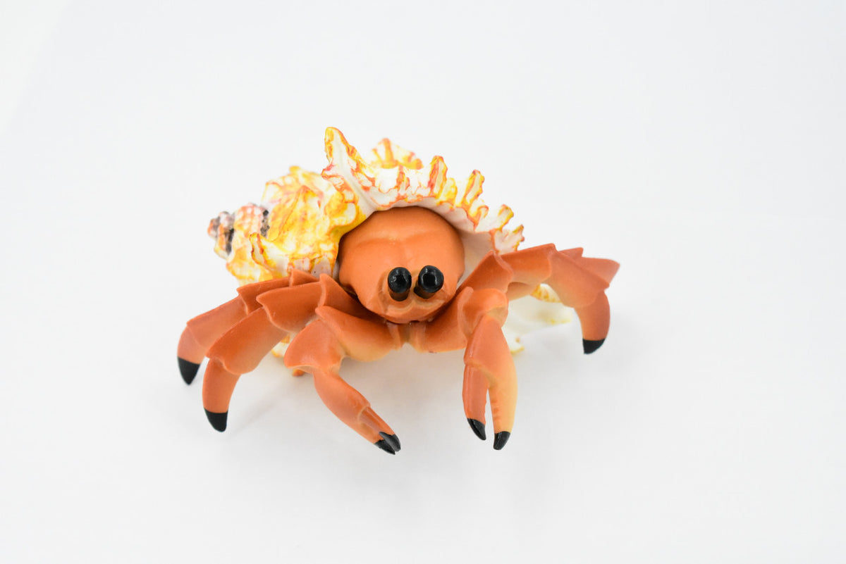 Crab, Hermit Crab, Museum Quality, Rubber Crustacean, Hand Painted, Realistic Toy Figure, Model, Replica, Kids, Educational, Gift,             5"       CH355 BB136