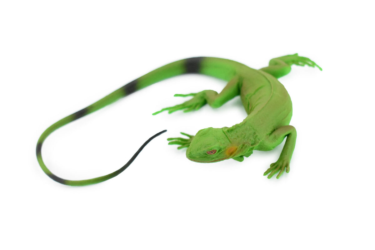 Iguana, Museum Quality, Rubber Reptile, Toy, Educational, Realistic Hand Painted Figure, Lifelike Model, Figurine, Replica, Gift,      12"     F7055 B187