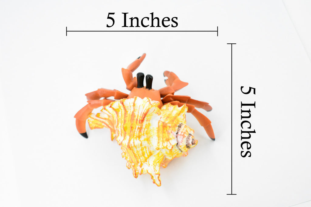 Crab, Hermit Crab, Museum Quality, Rubber Crustacean, Hand Painted, Realistic Toy Figure, Model, Replica, Kids, Educational, Gift,             5"       CH355 BB136