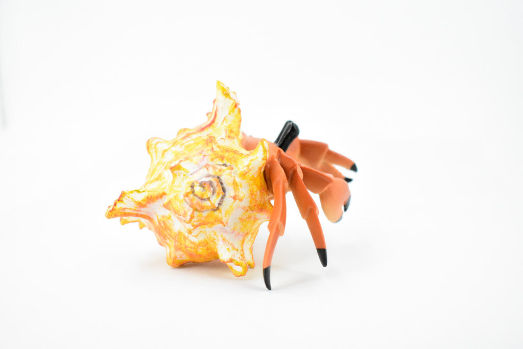 Crab, Hermit Crab, Museum Quality, Rubber Crustacean, Hand Painted, Realistic Toy Figure, Model, Replica, Kids, Educational, Gift,             5"       CH355 BB136