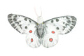 Apollo Butterfly, Finger Puppet, Very Nice Plush, Insect, Realistic, Educational, Toy, Kids, Gift, 15 Inches. WR36 BB317