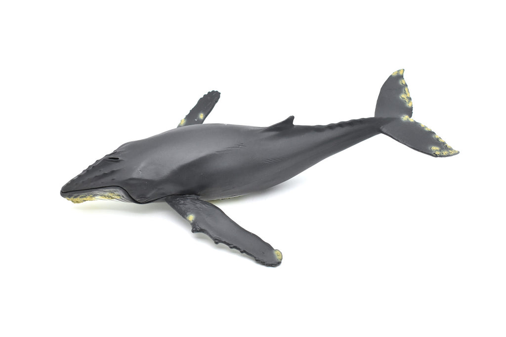 Humpback Whale,  Museum Quality Plastic Replica   12 1/2"   M031-B635