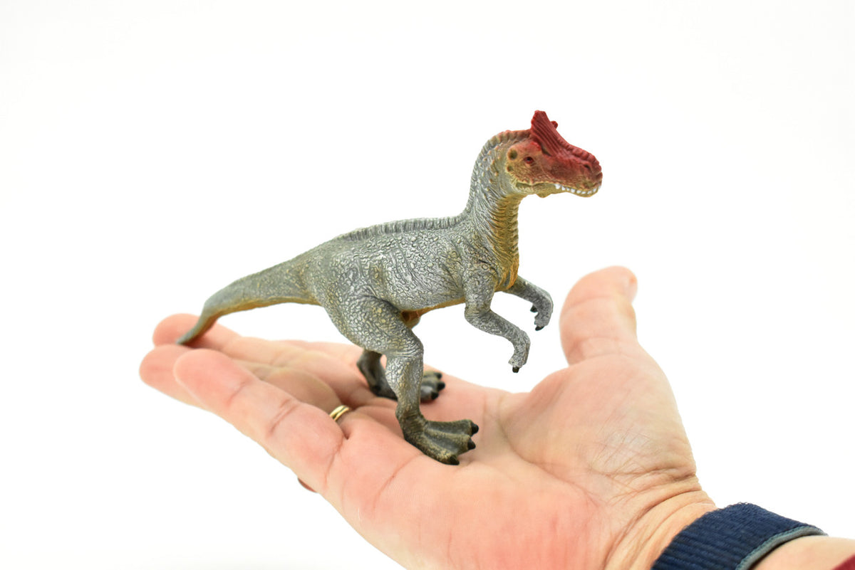 Cryolophosaurus Dinosaur Theropod dinosaur, Museum Quality, Educational, Realistic Hand Painted, Diorama Figure, Lifelike Model, Vintage Design, Toy,  6 Inches.