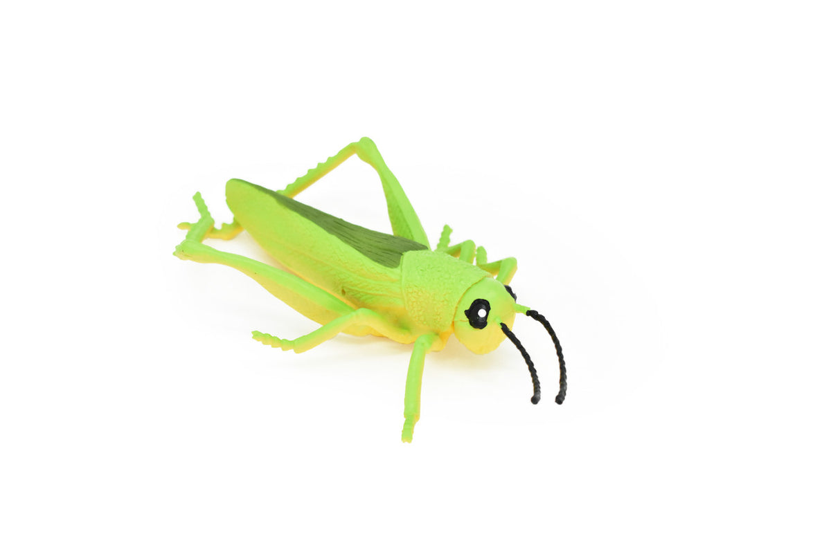 Grasshopper, Rubber Toy Insect, Realistic Figure, Model, Replica, Kids Educational Gift,    7"    -    F2059 B134