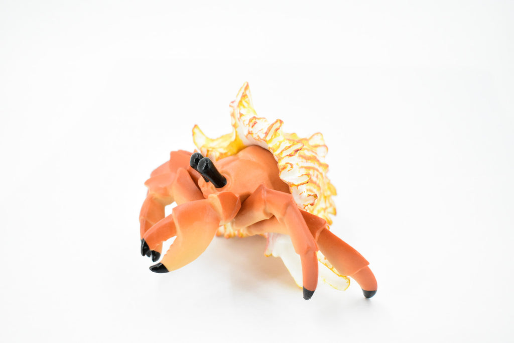 Crab, Hermit Crab, Museum Quality, Rubber Crustacean, Hand Painted, Realistic Toy Figure, Model, Replica, Kids, Educational, Gift,             5"       CH355 BB136