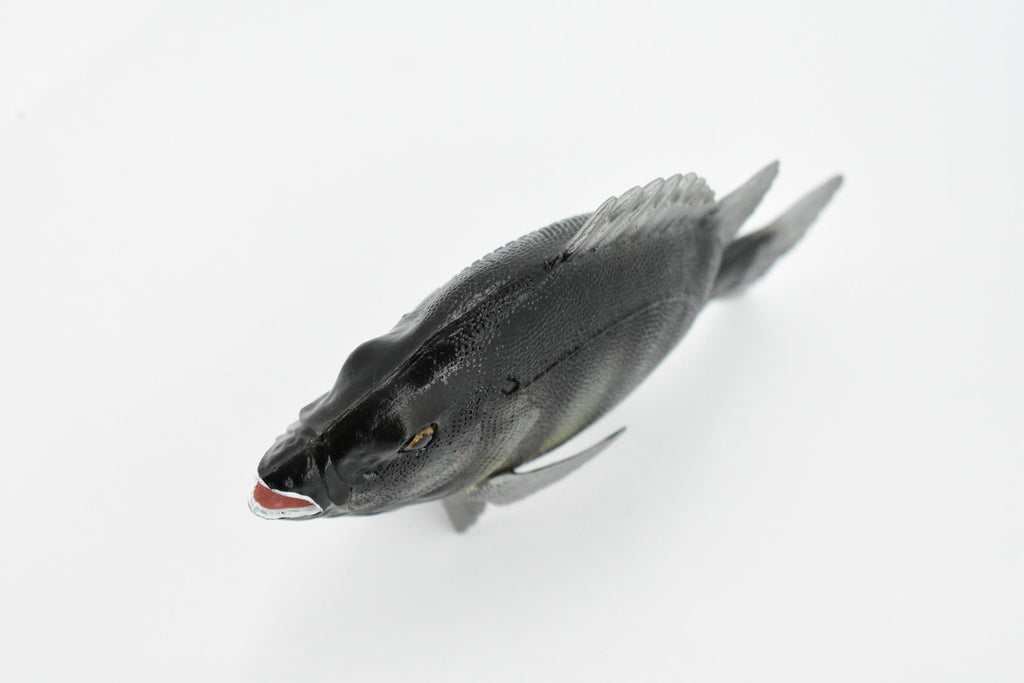 Fish, Rock Bream, Bass, Museum Quality, Hand Painted, Rubber Fish, Realistic Toy Figure, Model, Replica, Kids, Educational, Gift,     7"     CH381 BB142