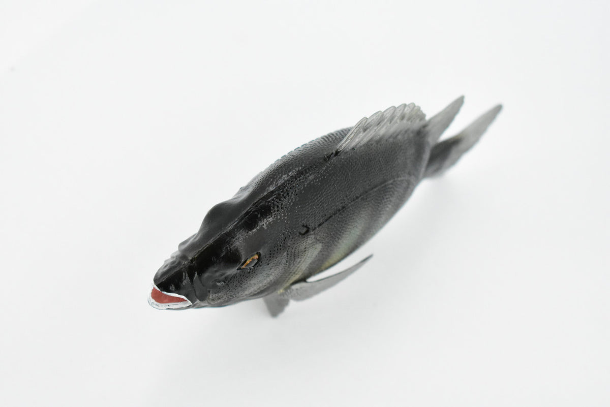 Fish, Rock Bream, Bass, Museum Quality, Hand Painted, Rubber Fish, Realistic Toy Figure, Model, Replica, Kids, Educational, Gift,     7"     CH381 BB142