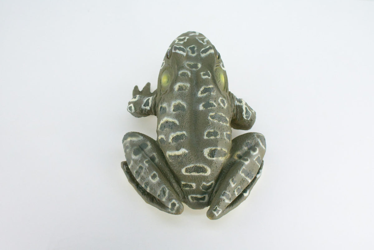 Bull Frog, High Quality, Hand Painted, Hard Rubber Frog, Realistic Amphibian, Toy Figure, Diorama Model, Replica, Kids, Educational, Gift,    9 Inches.    IM19 B655