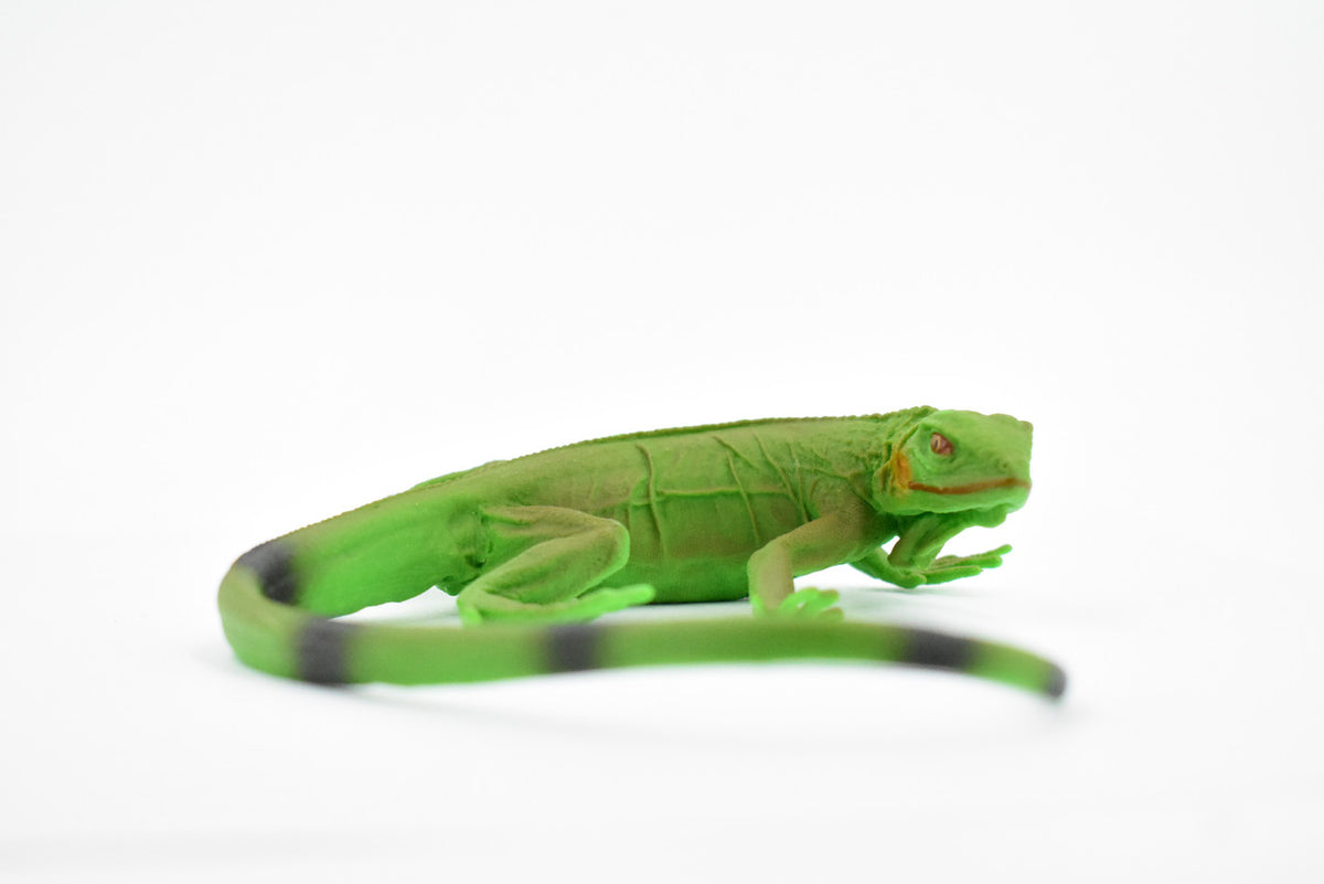 Iguana, Museum Quality, Rubber Reptile, Toy, Educational, Realistic Hand Painted Figure, Lifelike Model, Figurine, Replica, Gift,      12"     F7055 B187