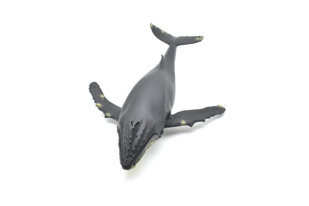 Humpback Whale,  Museum Quality Plastic Replica   12 1/2"   M031-B635