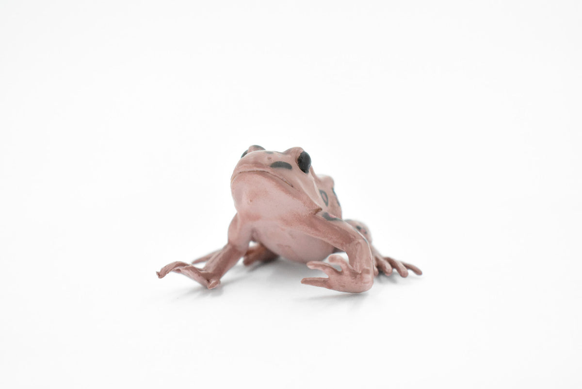 Western Spotted Frog, Hard Rubber, Amphibian, Realistic Figure, Model, Replica, Toy, Kids, Educational, Gift,     2 1/2"     F4407 B9