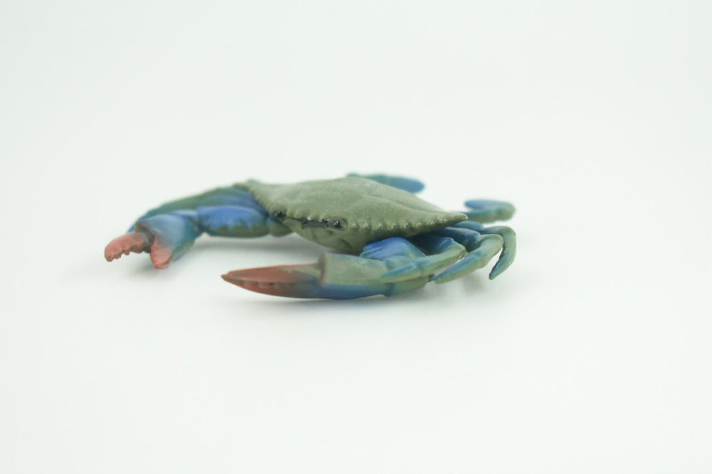 Blue Crab, Educational, Hand Painted, Museum Quality, Realistic, Rubber soft-shell crab, Realistic, Diorama, Toy, Kids, Gift,  3 1/2 Inches.  CH851 BB198