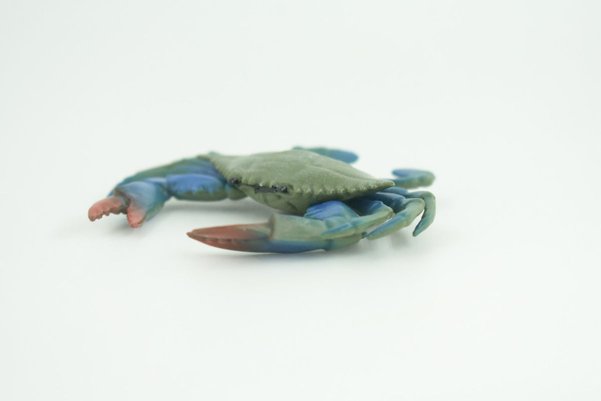 Blue Crab, Educational, Hand Painted, Museum Quality, Realistic, Rubber soft-shell crab, Realistic, Diorama, Toy, Kids, Gift,  3 1/2 Inches.  CH851 BB198