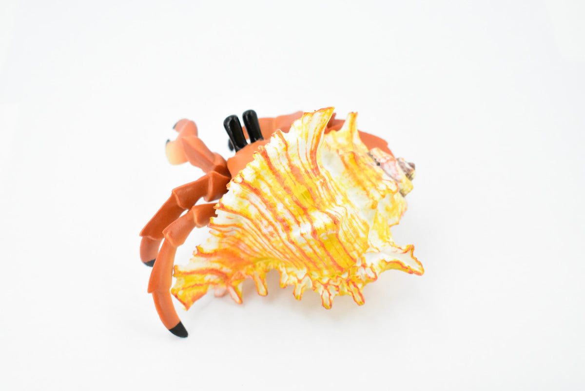 Crab, Hermit Crab, Museum Quality, Rubber Crustacean, Hand Painted, Realistic Toy Figure, Model, Replica, Kids, Educational, Gift,             5"       CH355 BB136